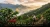 colombia-supremo-plantacja.webp
