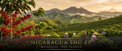 nicaragua-shg-ep-plantacja-matagalpa.webp