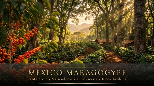 mexico_banner1.webp