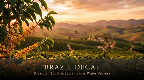 decaf_banner1.webp